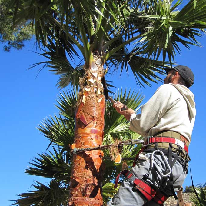 Talaltura: Poda y tala de árboles en altura